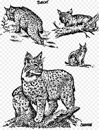 Раскраска с дикими кошками Рысь