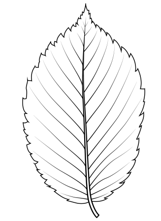 Листья рисунок