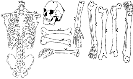 Трафарет скелета человека (43 фото)
