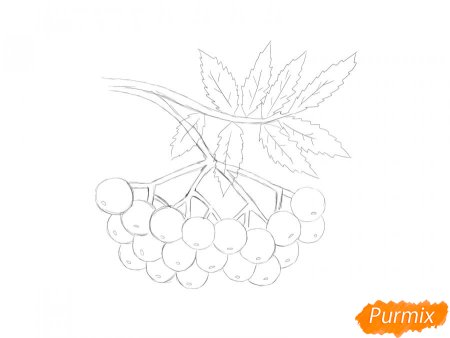 Ветка рябины рисунок