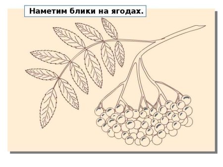 Кисть Рябинки гроздь Калинки рисование