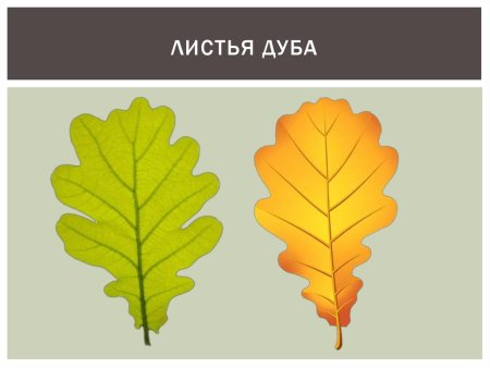 Дубовый лист зеленый