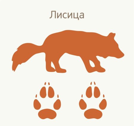 Следы диких животных