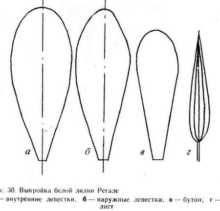 Лепестки лекало