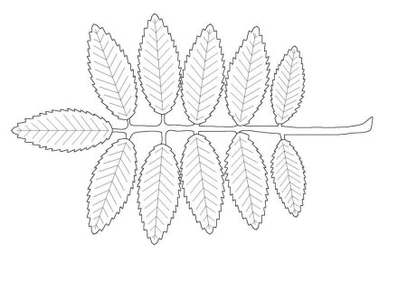 Лист рябины рисунок