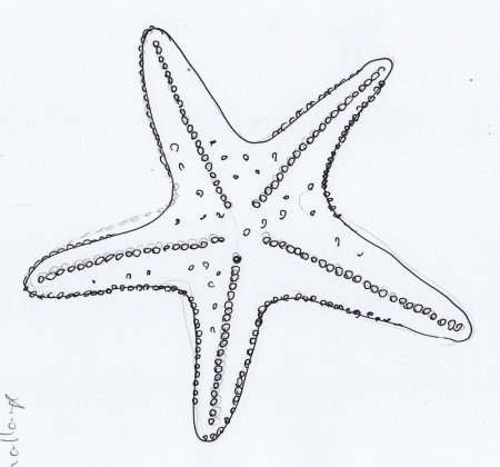 Морская звезда