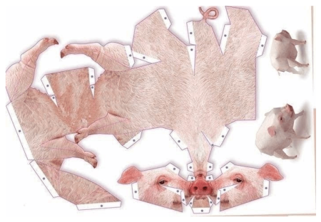 Развертка свиньи