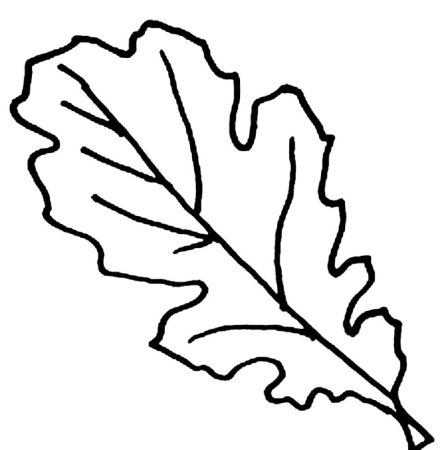 Лист дуба рисунок
