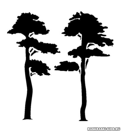 Силуэт сосны