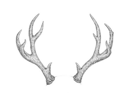 Оленьи рога / Antlers