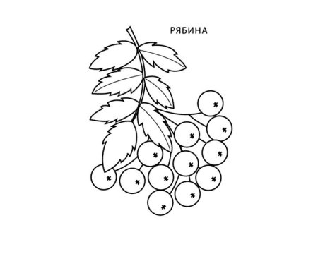 Гроздь рябины раскраска для детей