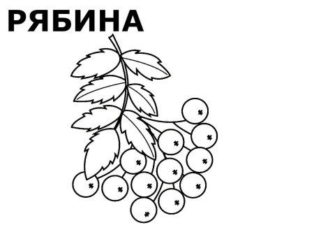 Рябина раскраска для детей