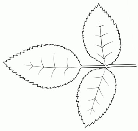 Шаблоны листиков астры из фоамирана