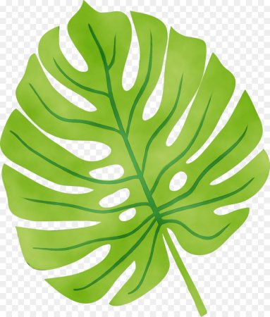 Monstera Leaf svg