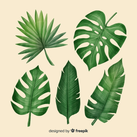 Листья Monstera вектор