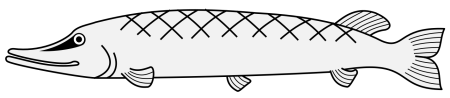 Контур рыба щука