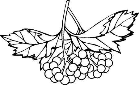 Рябина раскраска