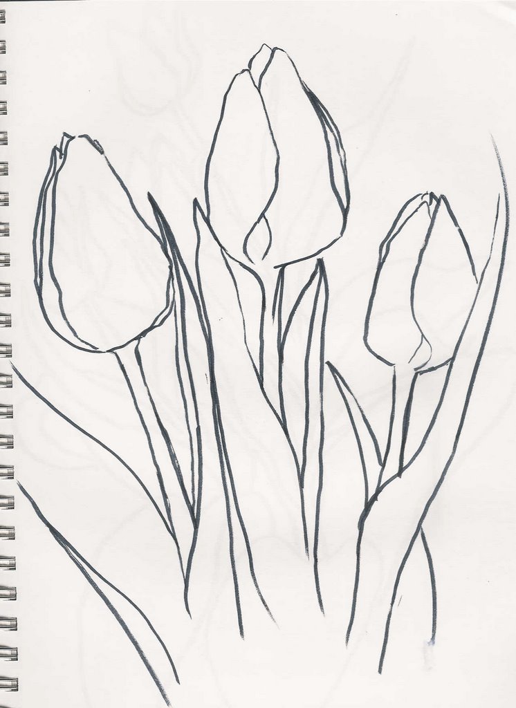 Нарисовать рисунок тюльпаны. Тюльпаны карандашом. Тюльпан срисовать. Тюльпаны для срисовывания. Тюльпаны карандашом для срисовки.