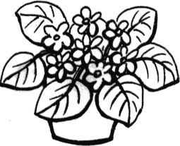 Трафарет комнатного растения в горшке для рисования (42 фото)