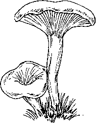 Трафарет грибов лисичек для рисования (36 фото)