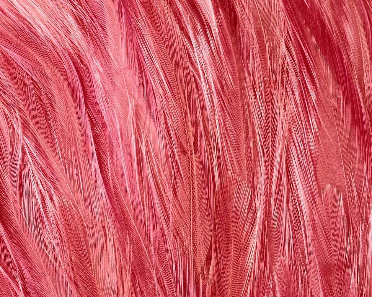 Оперение ее переливалось лимонным и розовым цветом. Розовые перья. Текстура мышц. Мышечная ткань текстура.