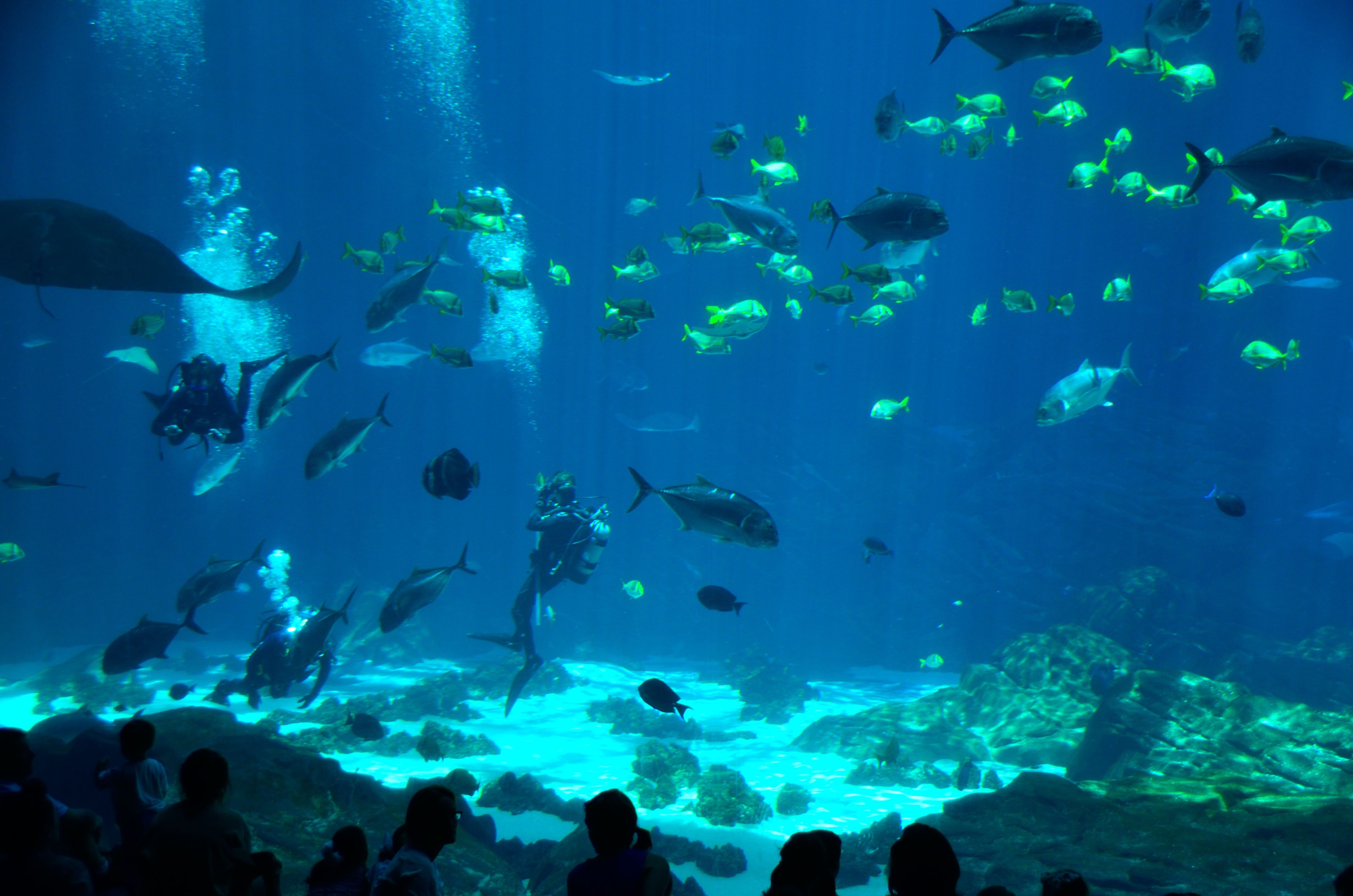 Аквариум над водой. Дно океана. Рыбы под водой. Рыбки в океанариуме. Океанариум под водой.