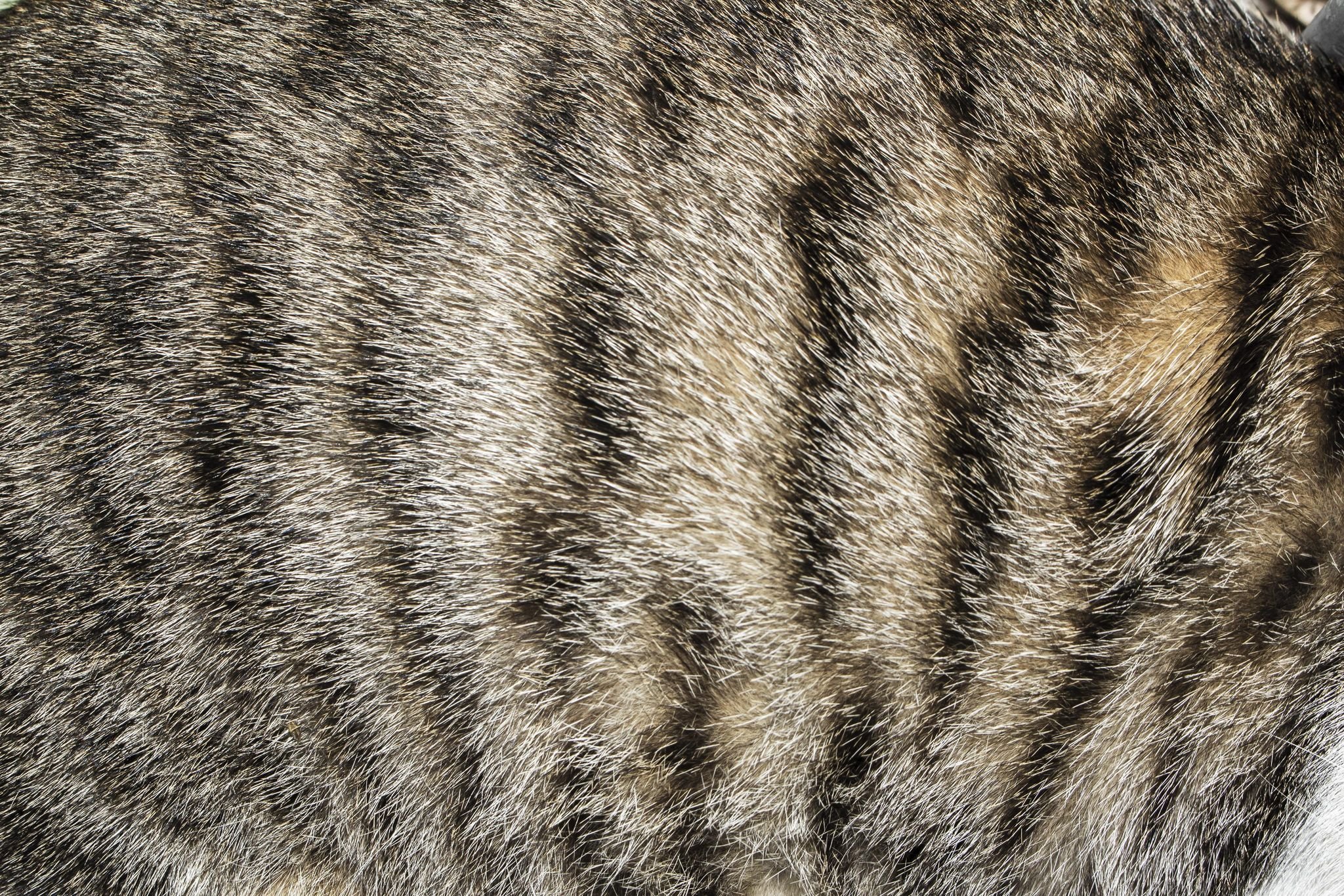 Полосатая шерсть. Шерсть кота. Текстура шерсти кота. Мех кошки. Шерсть полосатого кота.