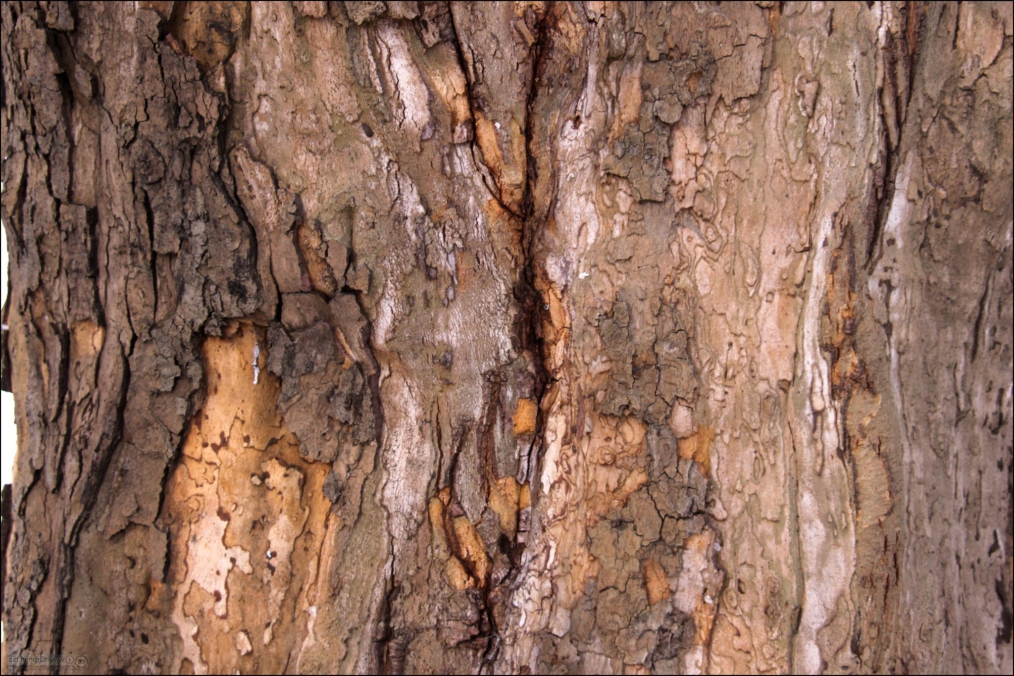 Трещины в стволе дерева. Морозобоины коры плодовых деревьев. Поврежденное дерево. Текстура ствола дерева.