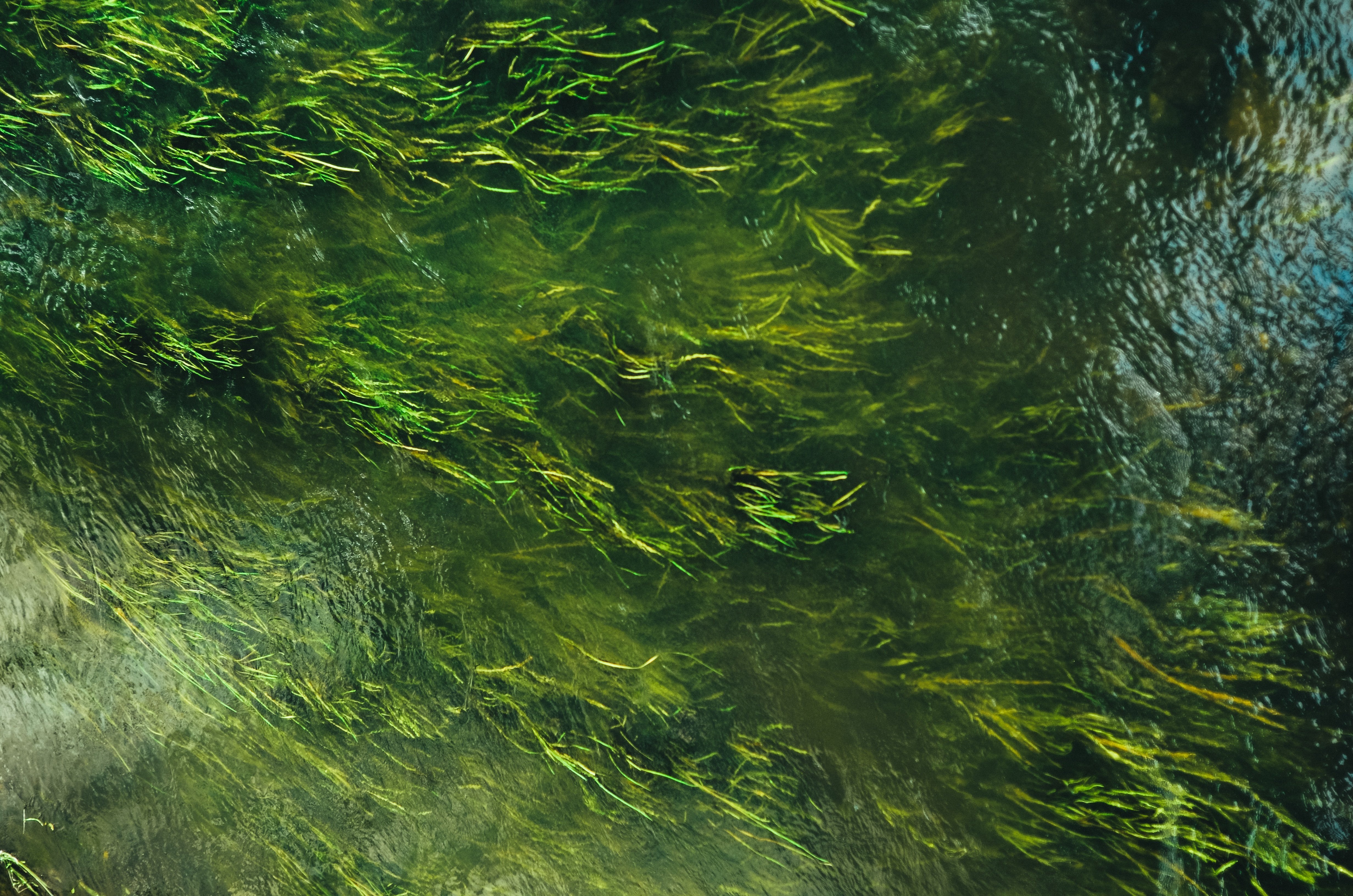 Прозрачная зеленая вода. Болотные водоросли. Текстура воды. Вода сверху.