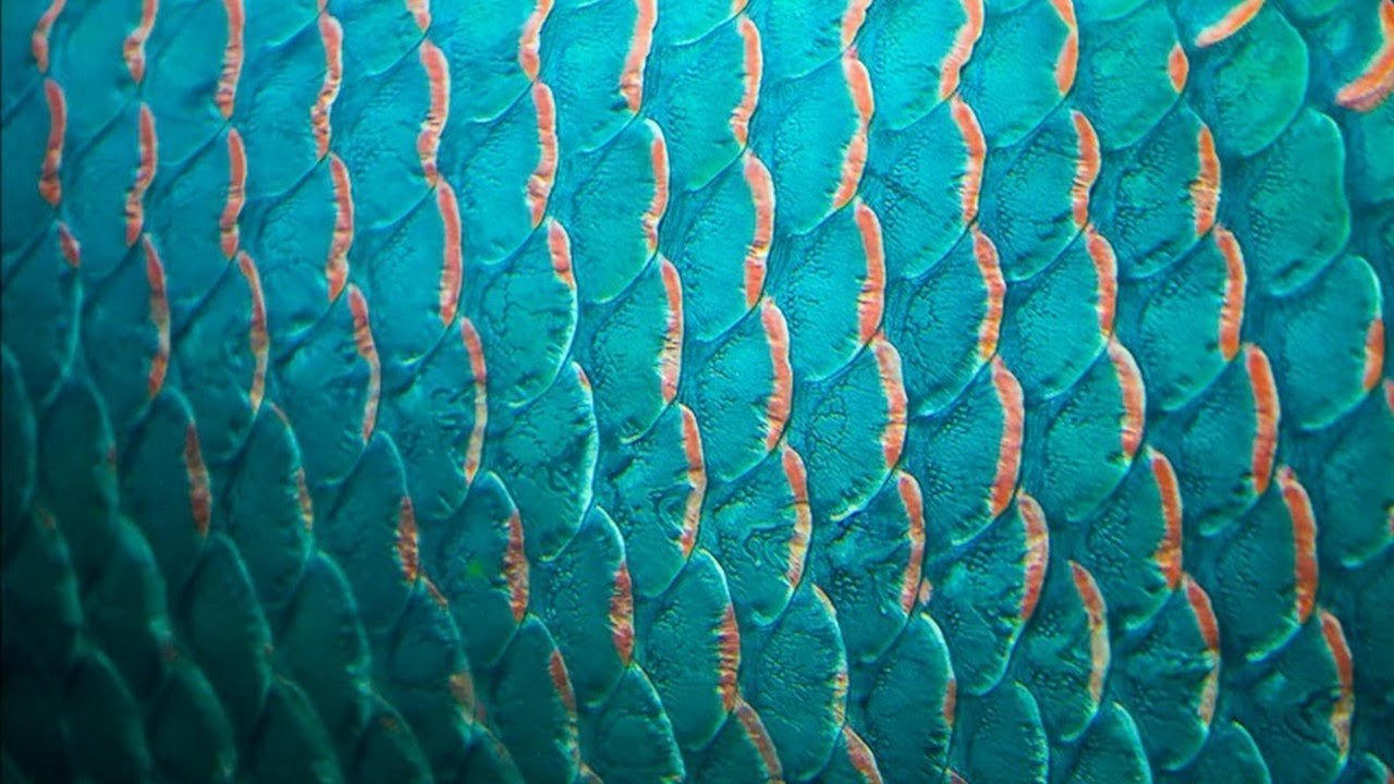 Чешуя картинки. Керамическая мозаика рыбья чешуя а32. Поясохвостые чешуя. Чешуя Заманина.