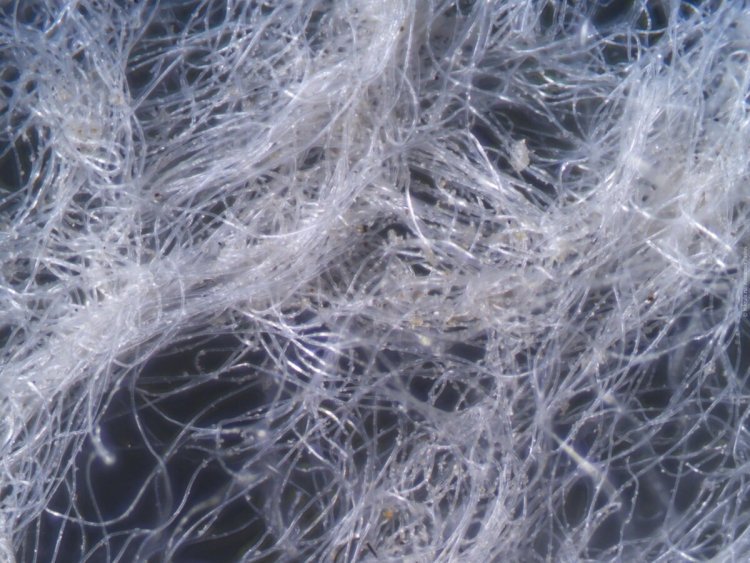 Нейтральное волокно. Волокна ваты под микроскопом х10. Шерсть волокно. Волокна шерсти под микроскопом. Шерстяное волокно под микроскопом.