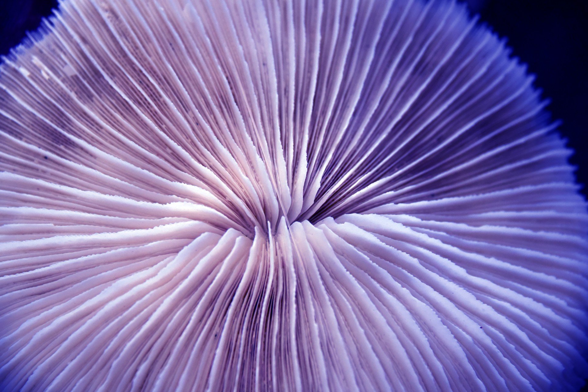 Coral phonk