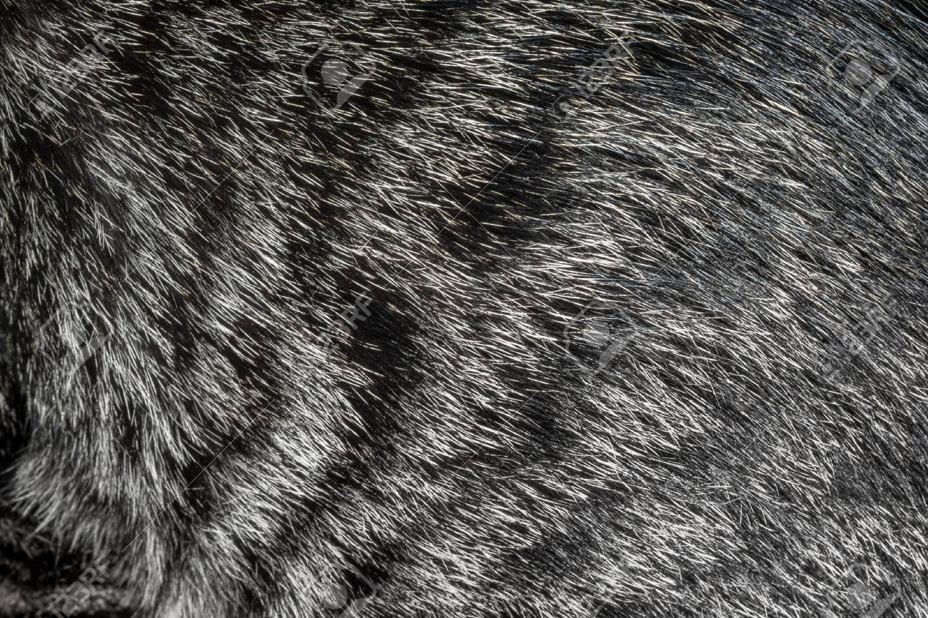 Cat texture. Текстура шерсти. Мех фактура. Серая шерсть кота. Серая Кошачья шерсть.