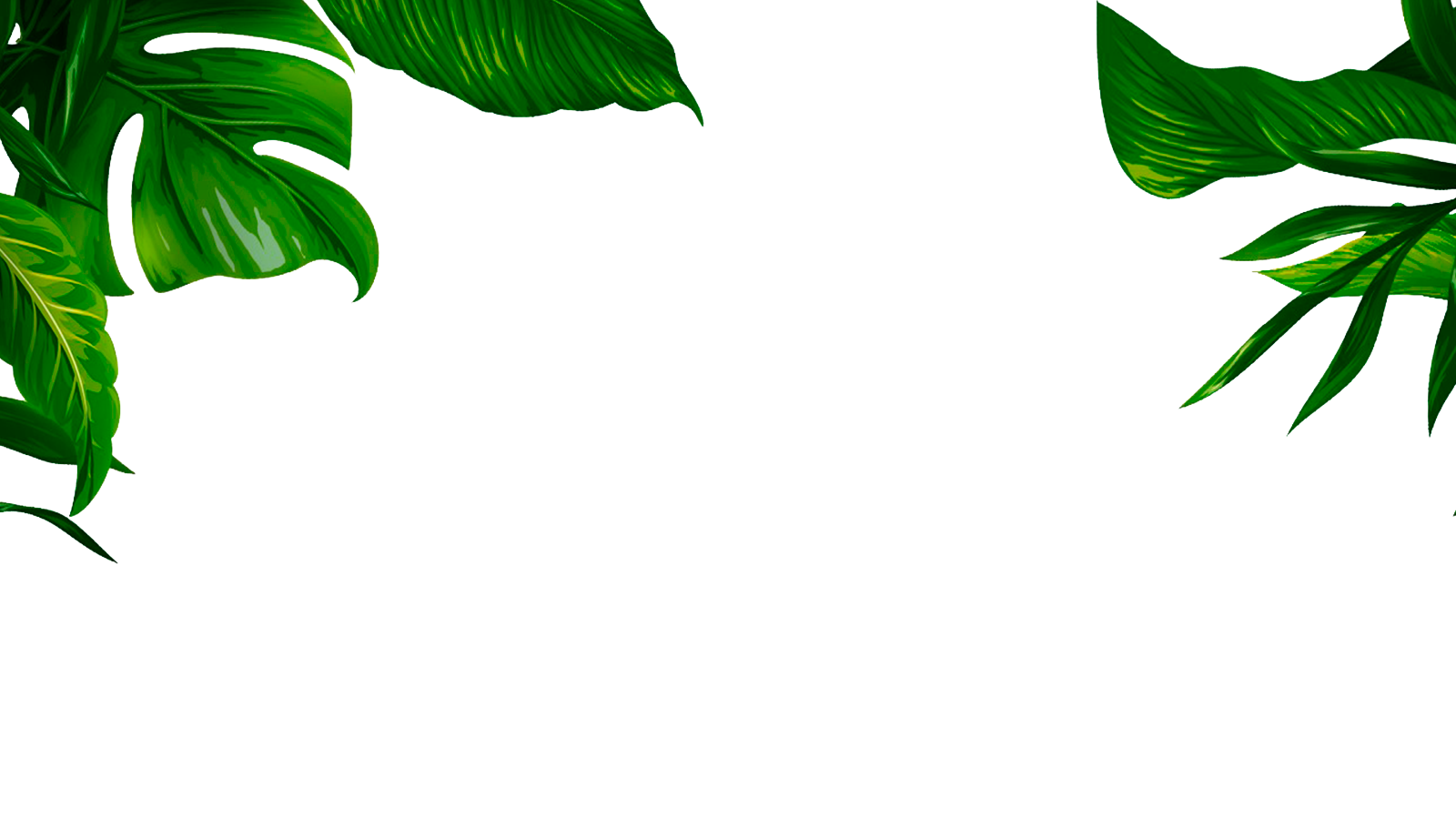 Тренд лист. Тропические листья на прозрачном фоне. Зеленые листья на прозрачном фоне. Тропические листья на белом фоне. Зеленые листики на прозрачном фоне.
