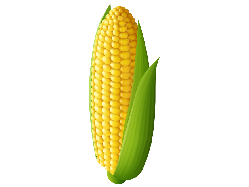 Кукуруза картинки на прозрачном фоне. Початок кукурузы вектор. Детские кукурузы. Кукуруза для ДОУ.