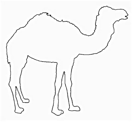 Верблюд контур