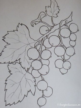 Куст смородины рисунок
