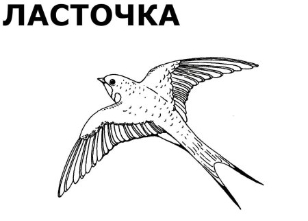 Раскраска "перелетные птицы"