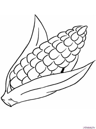 Кукуруза раскраска