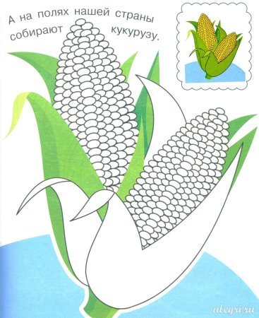 Кукуруза карандашом