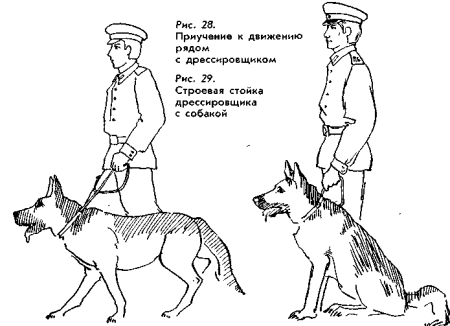 Силуэты служебных собак