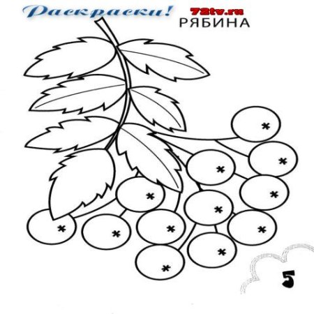 Гроздь рябины раскраска для малышей