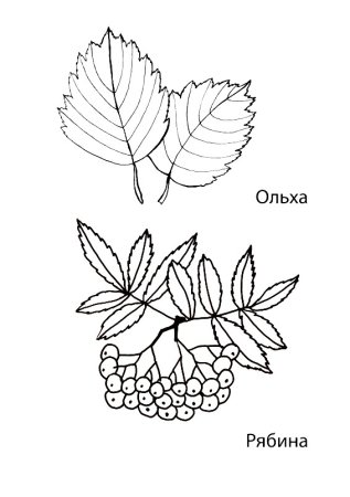 Лист рябины раскраска