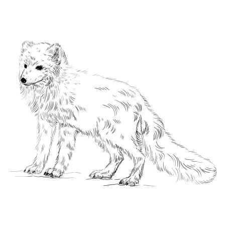 Песец для рисования