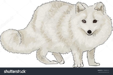 Песец раскраска