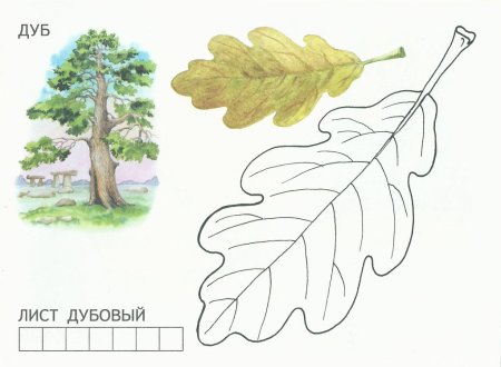 Дуб раскраска