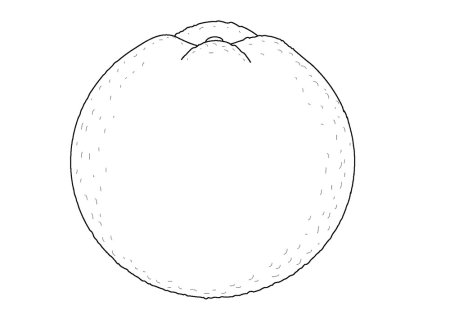 Апельсин раскраска