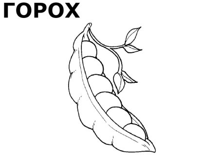 Горох рисунок