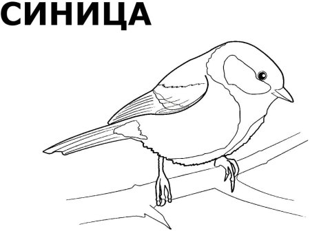 Раскраска зимующей птицы синичка для детей