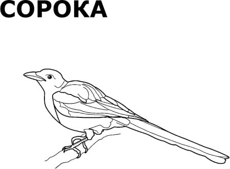 Раскраска птицы сорока